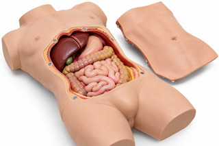open abdomen anatomy training mannequin open abdomen anatomy training mannequin